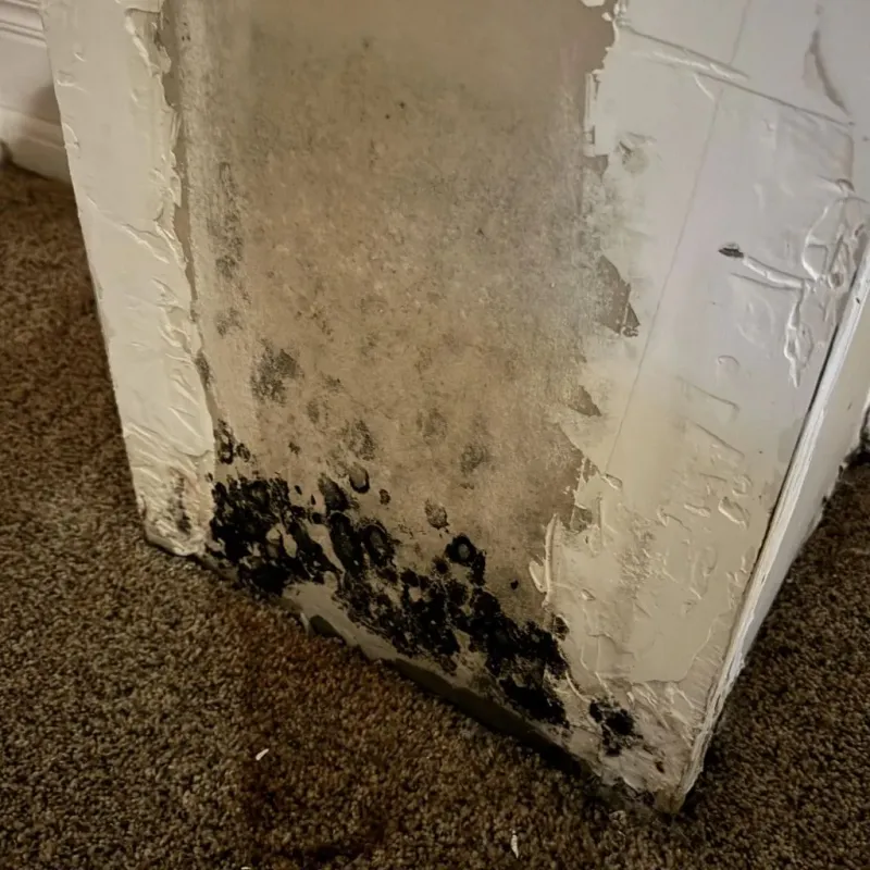 Professional Mold Removal in Polk County, WI